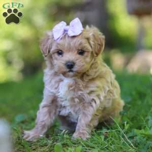 Haven, Maltipoo Puppy